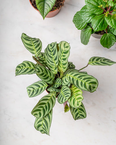 Ctenanthe Burle Marxii | Fishbone Prayer Plant - House of Kojo