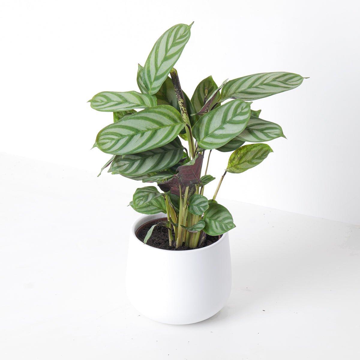 Ctenanthe Compact Star | Ctenanthe Setosa - House of Kojo