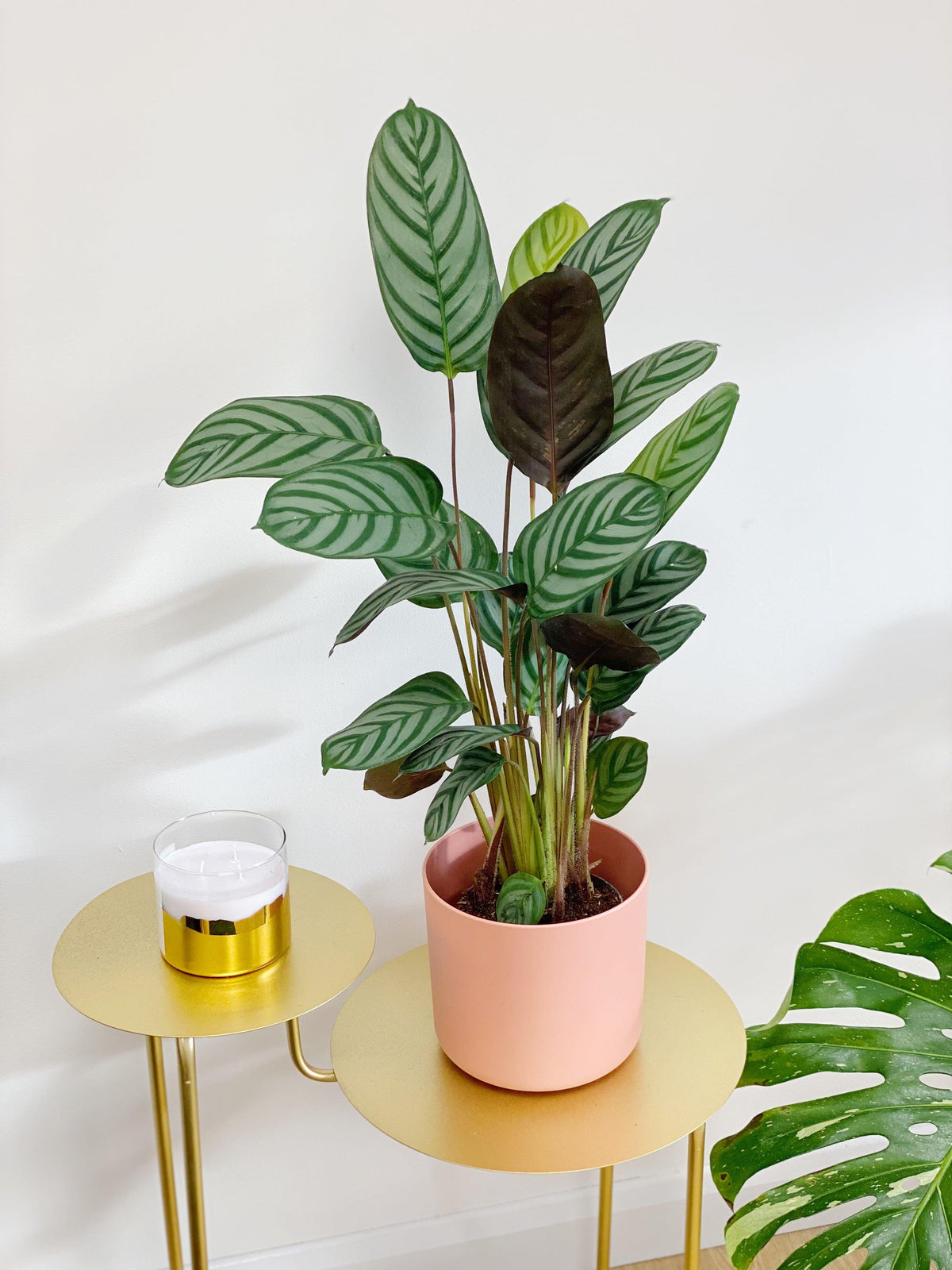 Ctenanthe Compact Star | Ctenanthe Setosa - House of Kojo