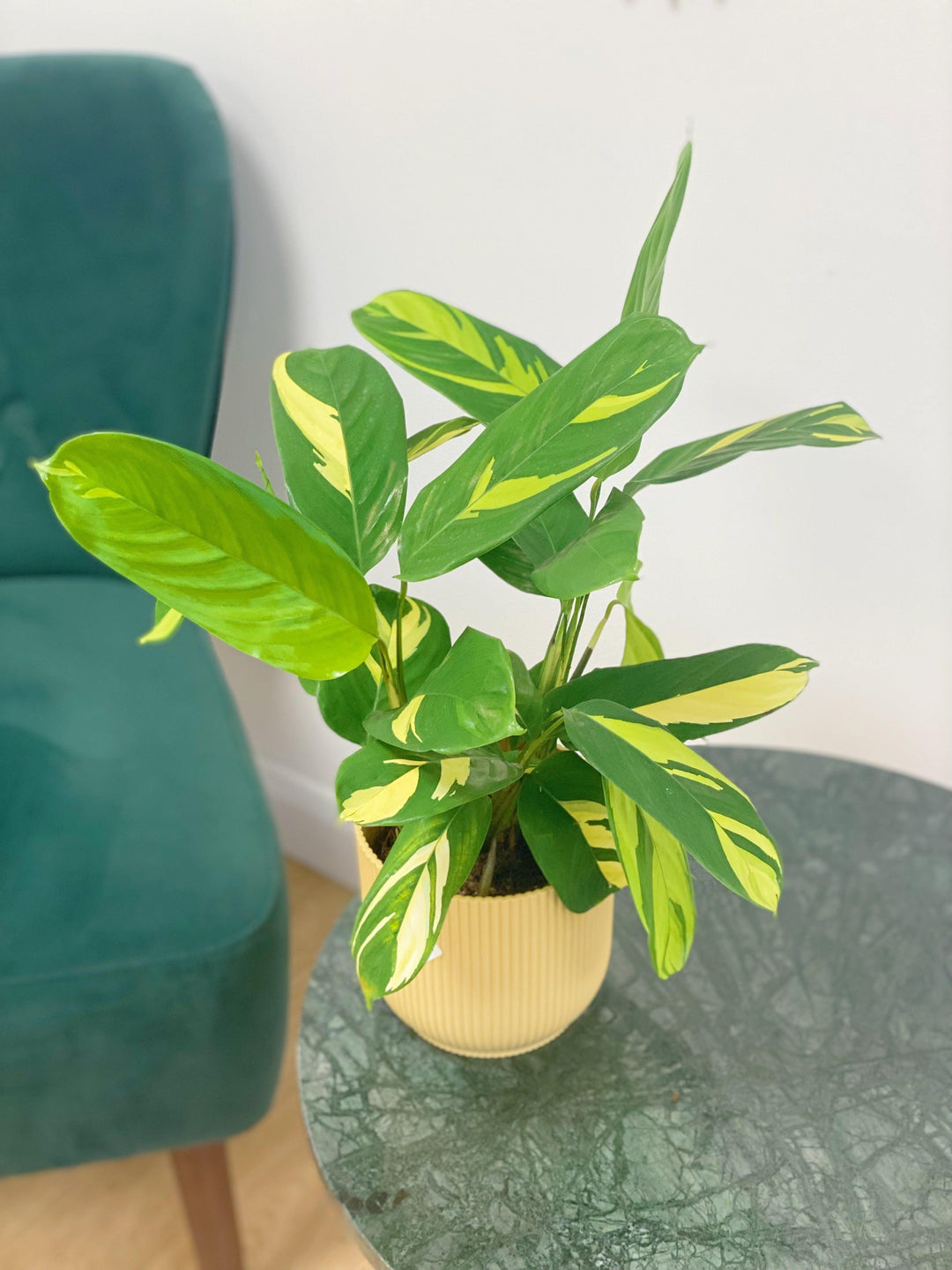 golden mosaic prayer plant Ctenanthe Pilosa Golden Mosaic