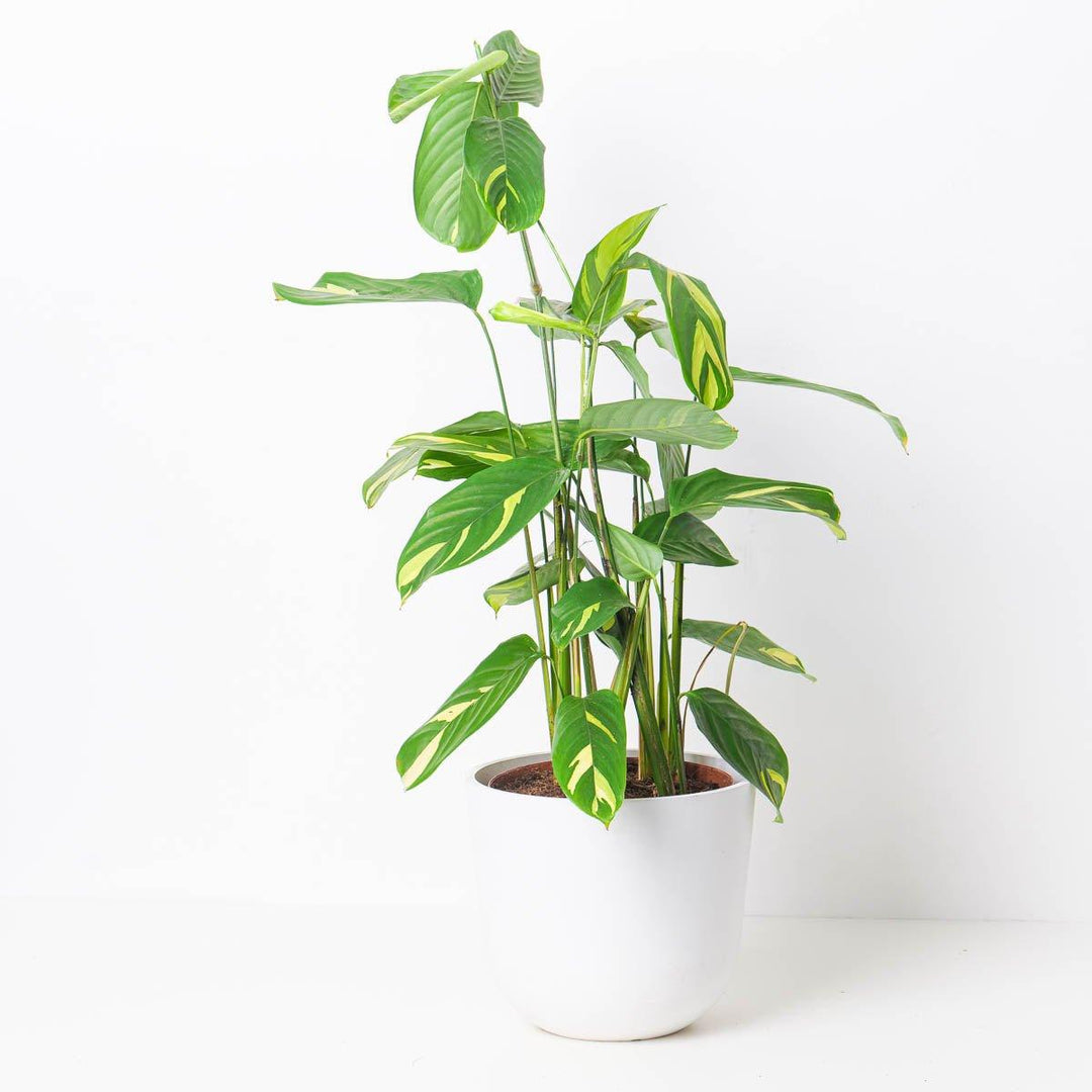 golden mosaic prayer plant Ctenanthe Pilosa Golden Mosaic