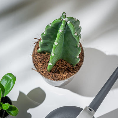 Cuddly Cactus | Cereus Jamacaru | Easy Care Pet Friendly House Plant - House of Kojo