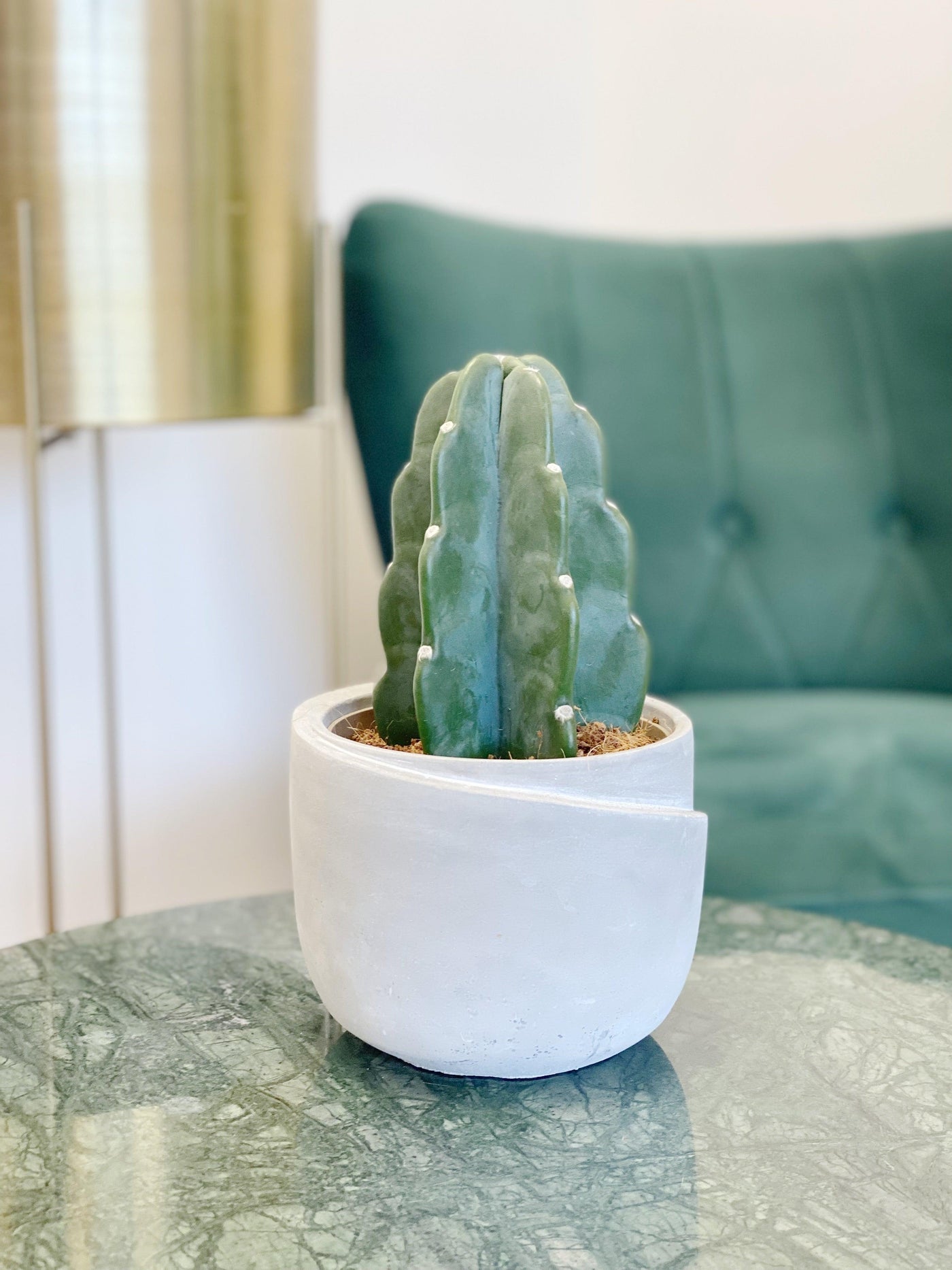 Cuddly Cactus | Cereus Jamacaru | Easy Care Pet Friendly House Plant - House of Kojo