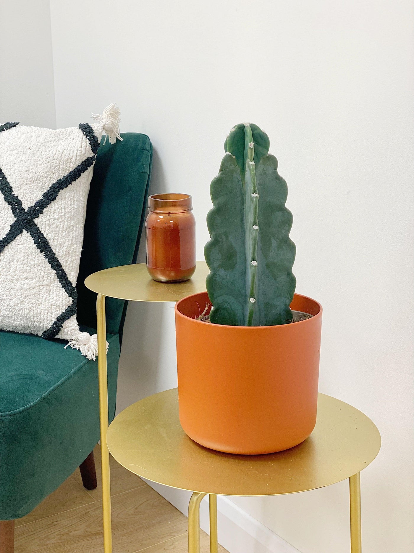 Cuddly Cactus | Cereus Jamacaru | Easy Care Pet Friendly House Plant - House of Kojo