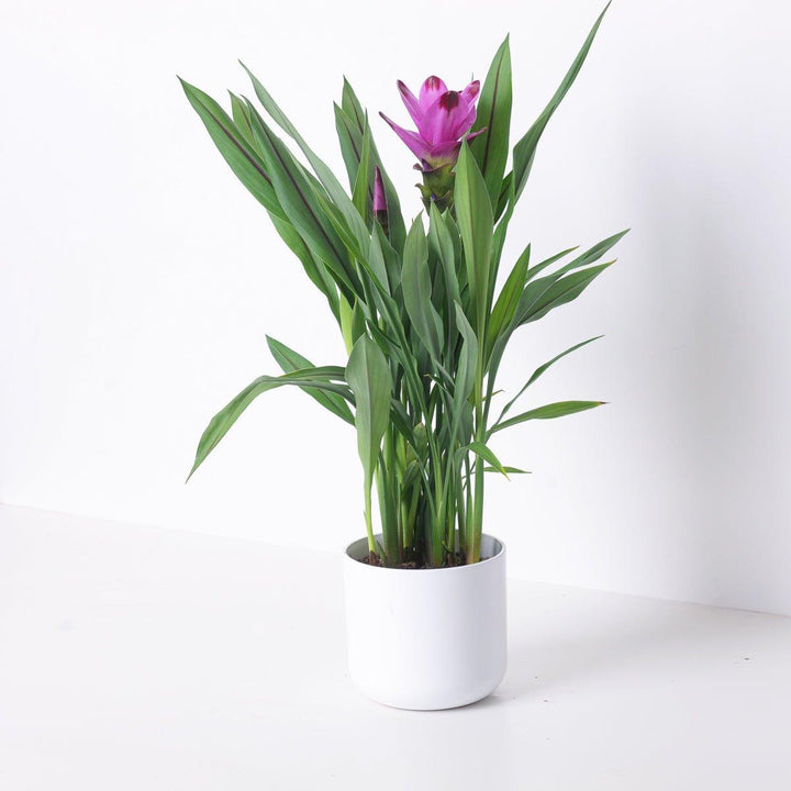 curcuma plant indoor care Curcuma 'Siam Splash'
