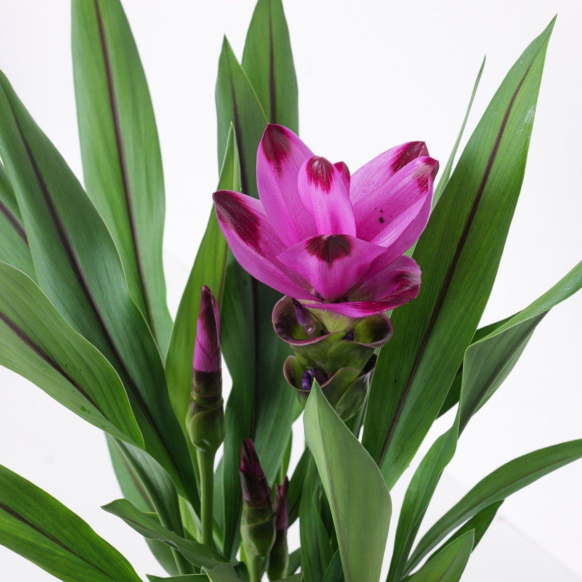 curcuma house plant Curcuma 'Siam Splash'