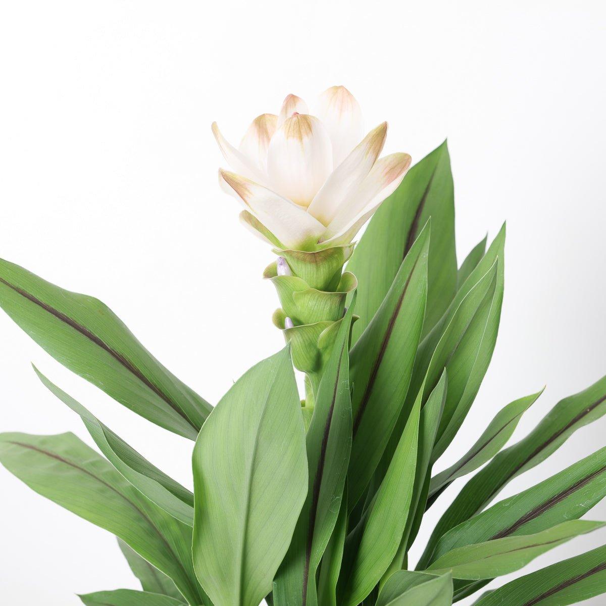 Curcuma 'White Beauty' - House of Kojo