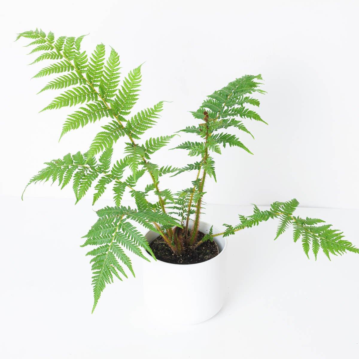 Cyathea cooperi - House of Kojo