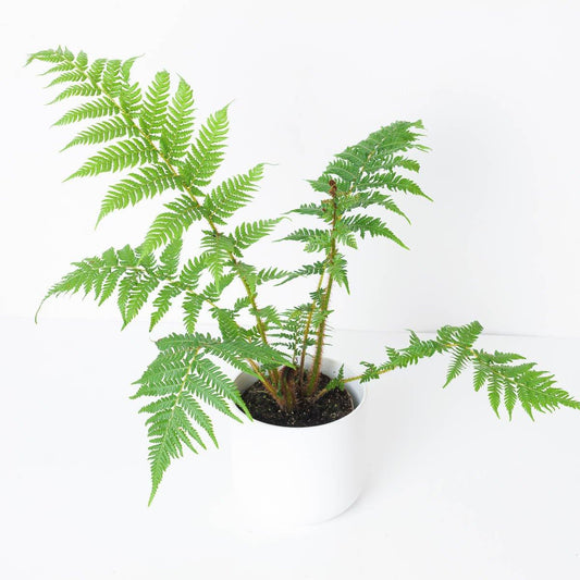 Cyathea cooperi - House of Kojo
