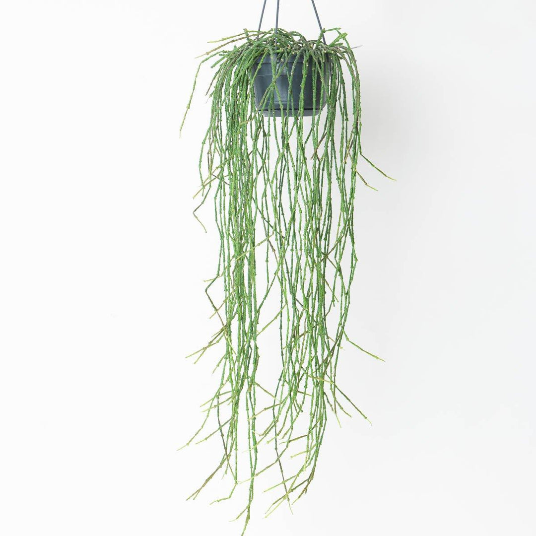 bundle of sticks succulent Cynanchum marnierianum | Bundle of Sticks