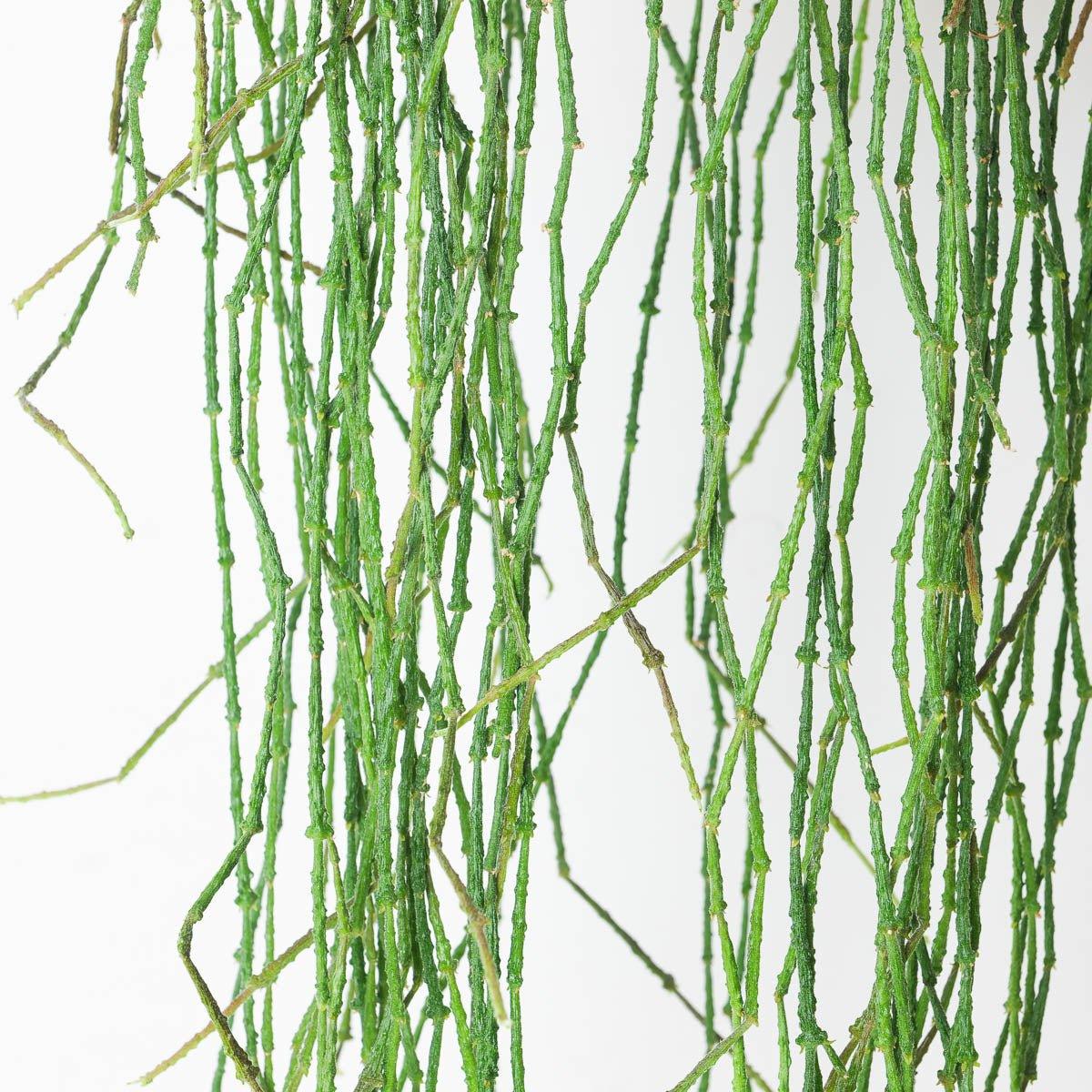 Cynanchum marnierianum | Bundle of Sticks - House of Kojo