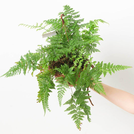 Davallia sp. Hanging basket - House of Kojo