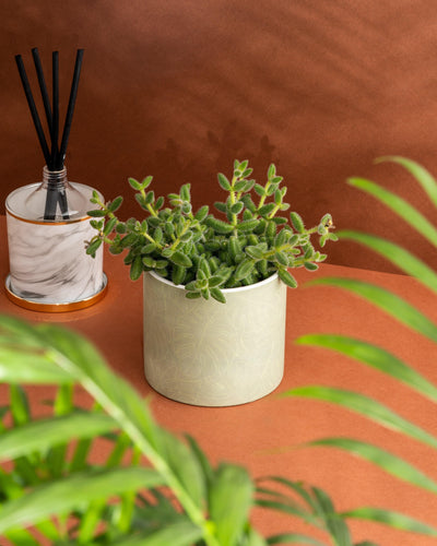 Delosperma Echinatum | Pickle Plant | House Plant - House of Kojo