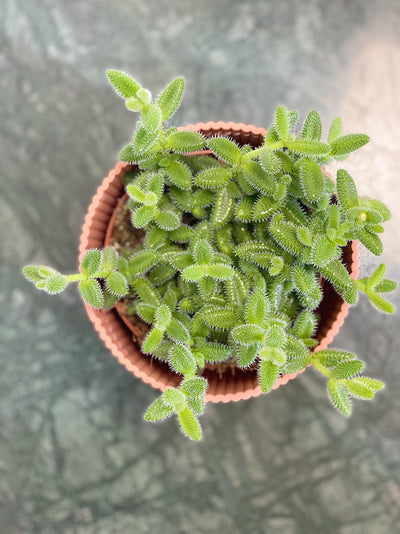 Delosperma Echinatum | Pickle Plant | House Plant - House of Kojo