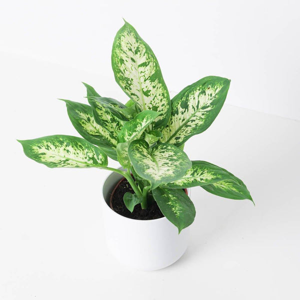 dieffenbachia and philodendron planted together Dieffenbachia Compacta | Dumb Cane Plant