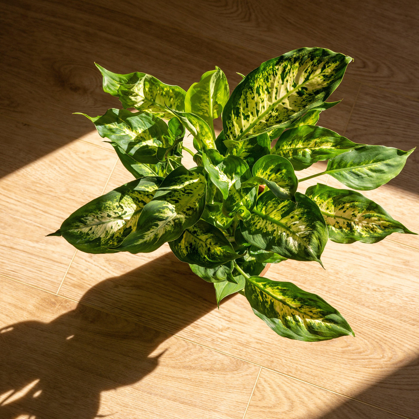dieffenbachia compacta dumb cane plant Dieffenbachia Compacta | Dumb Cane Plant