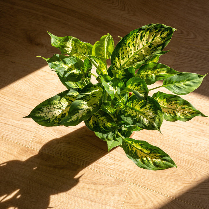 dieffenbachia bonsai Dieffenbachia Compacta | Dumb Cane Plant