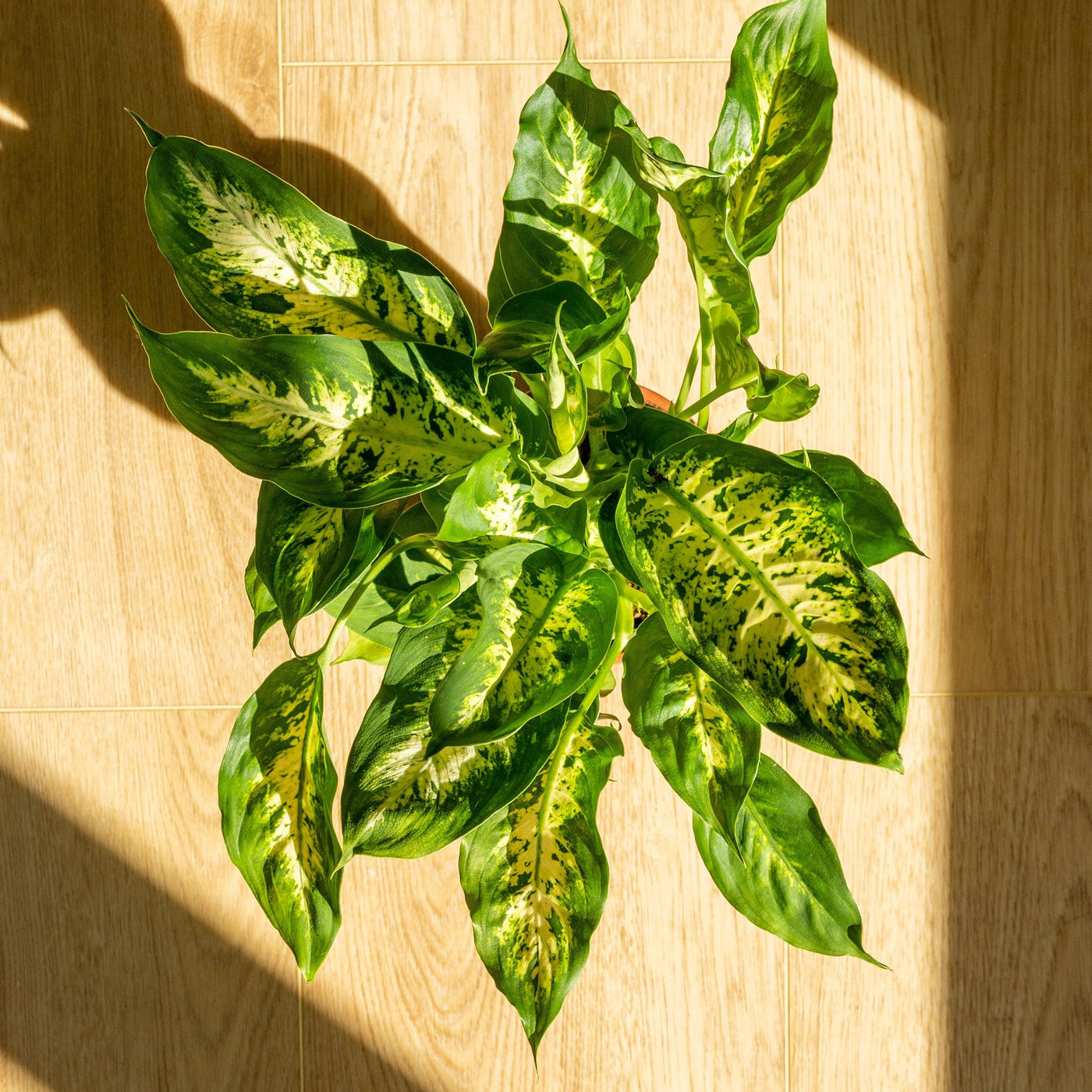 Dieffenbachia Compacta | Dumb Cane Plant - House of Kojo