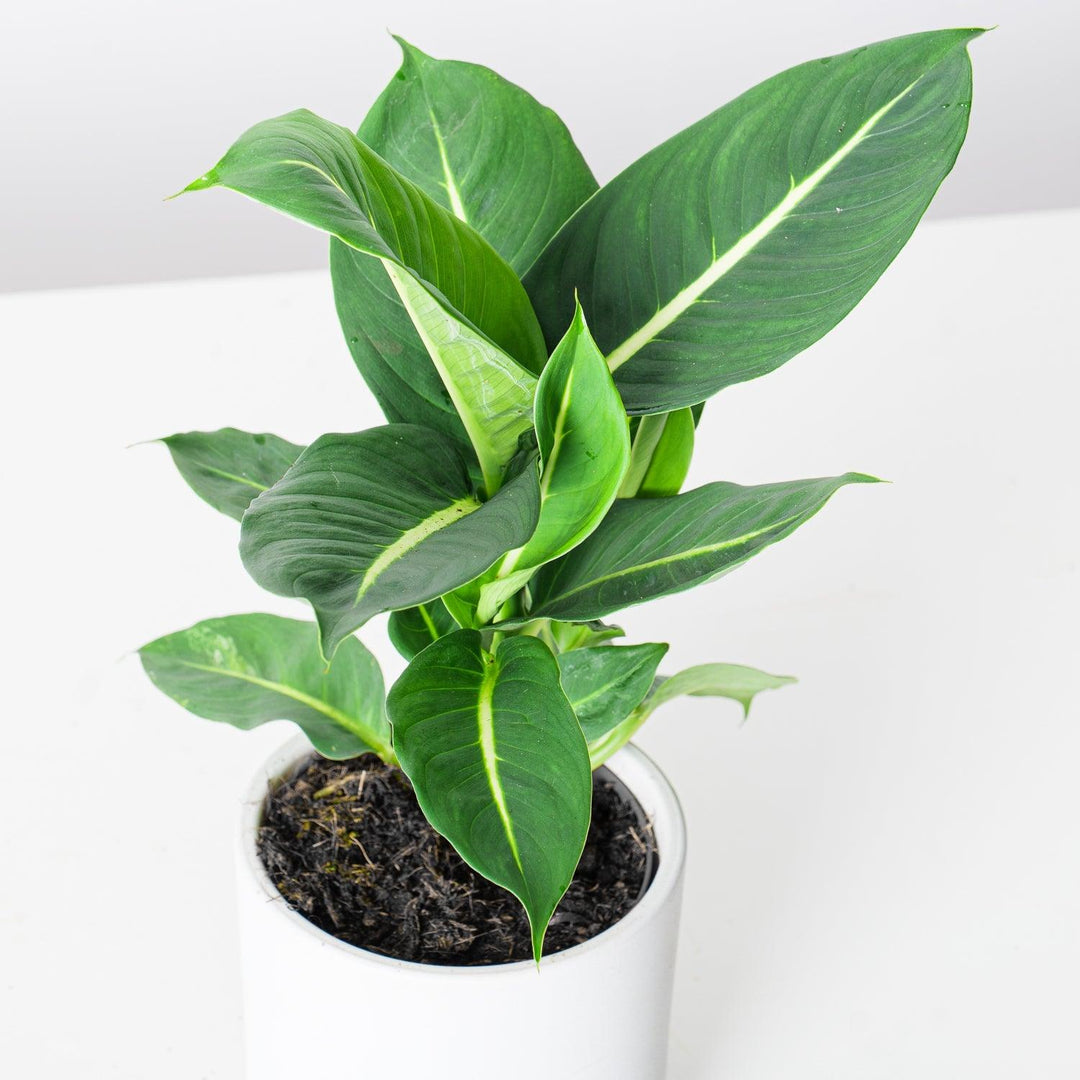 dieffenbachia green magic giftig Dieffenbachia Oerstedii Green Magic