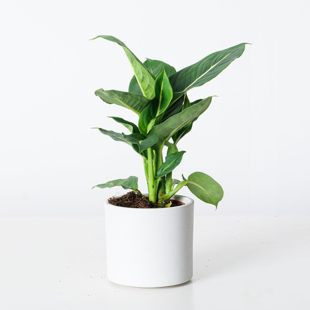 dieffenbachia sterling vs green magic Dieffenbachia Oerstedii Green Magic