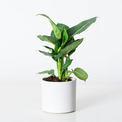 Dieffenbachia Oerstedii Green Magic - House of Kojo