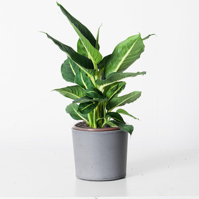 Dieffenbachia Oerstedii Green Magic - House of Kojo