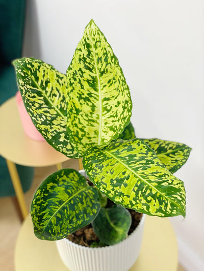 Dieffenbachia Reflector - House of Kojo