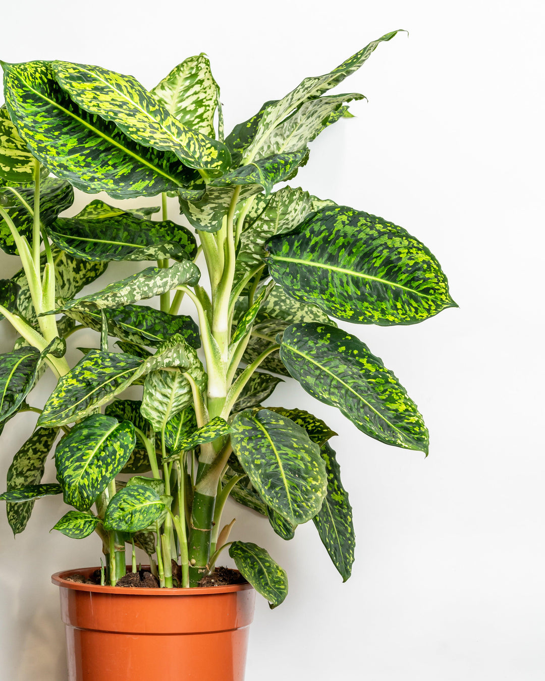 Dieffenbachia Reflector