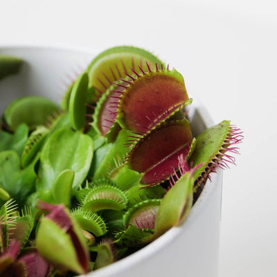 Dionaea muscipula | Venus Fly Trap - House of Kojo