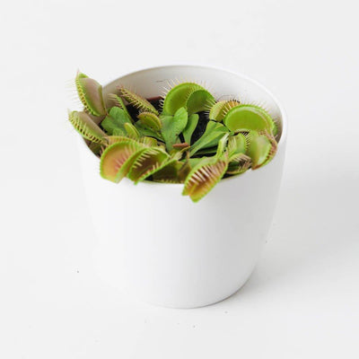 Dionaea muscipula | Venus Fly Trap - House of Kojo