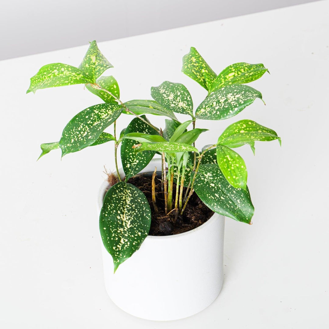 gold dust dracena Dracaena Godsefiana Gold Dust