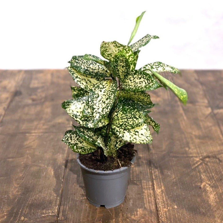 godseffiana dracaena Dracaena Godsefiana Gold Dust