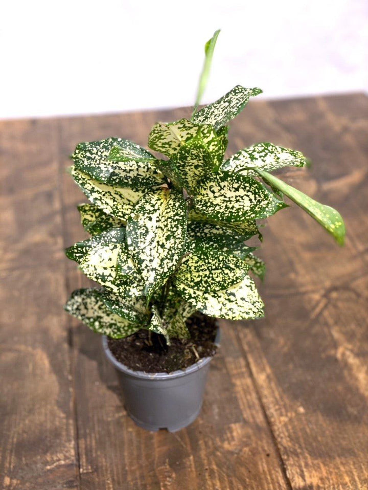 Dracaena Godsefiana Gold Dust