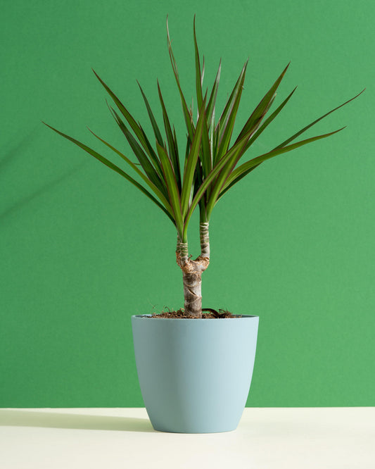 Dracaena Marginata Magenta | Dragon Tree | 11cm Pot | Easy Care House Plant - House of Kojo