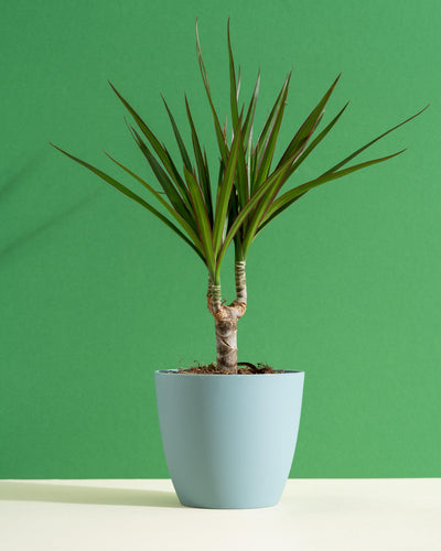 Dracaena Marginata Magenta | Dragon Tree | 11cm Pot | Easy Care House Plant - House of Kojo