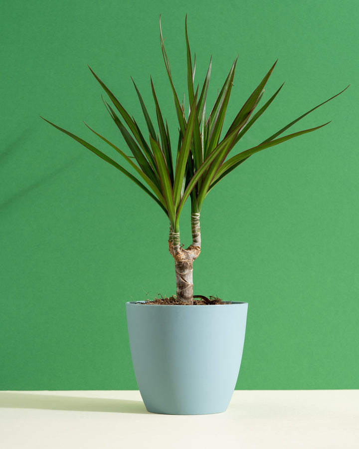 magenta dracaena Dracaena Marginata Magenta | Dragon Tree | 11cm Pot | Easy Care House Plant
