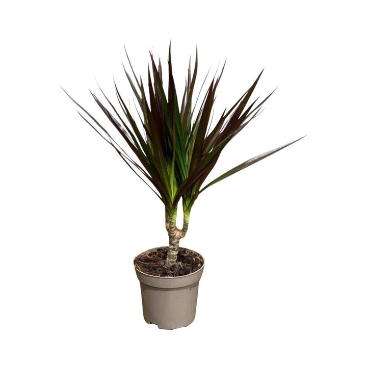 pot size for dracaena marginata Dracaena Marginata Magenta | Dragon Tree | 11cm Pot | Easy Care House Plant