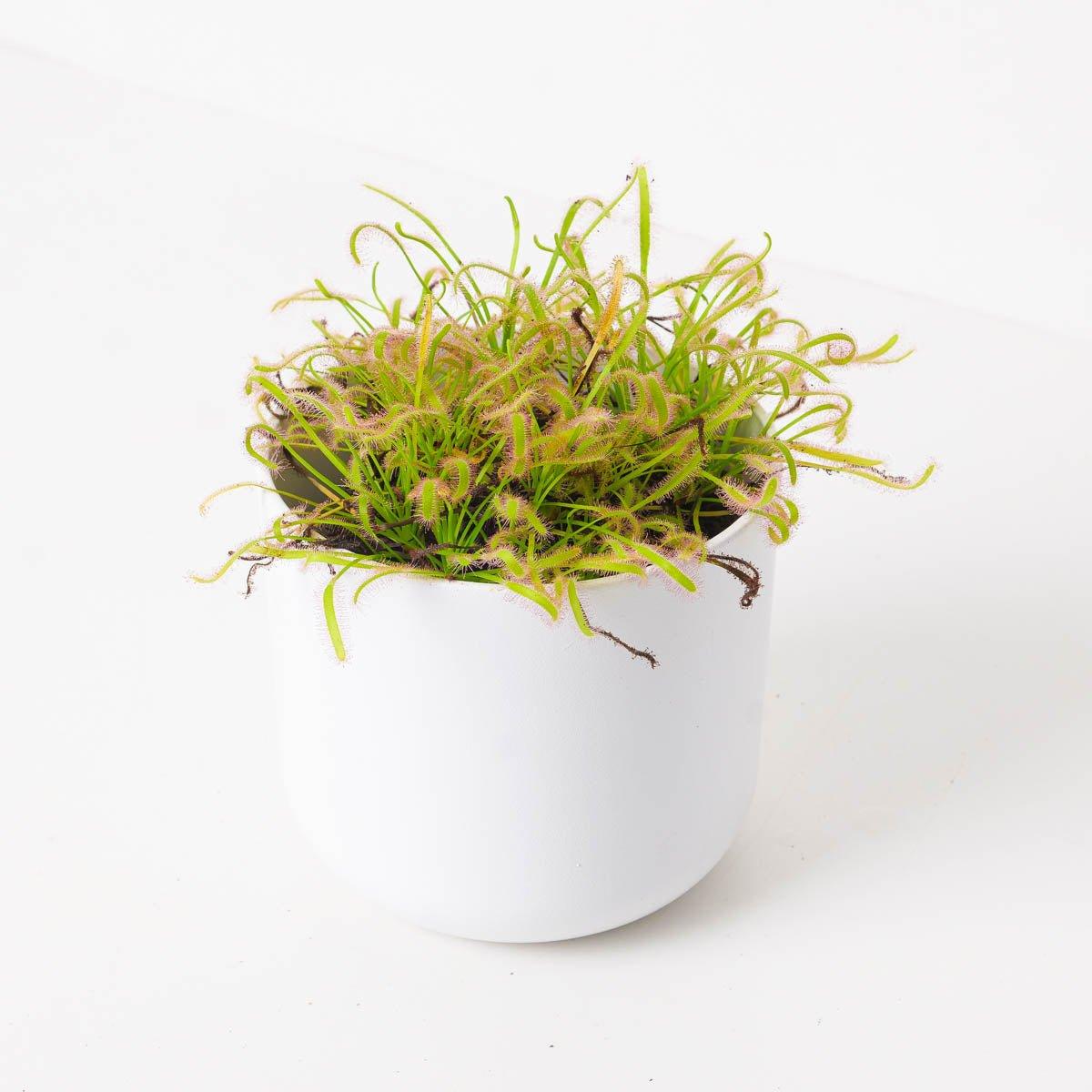 Drosera capensis 'Alba' | Cape Sundew - House of Kojo