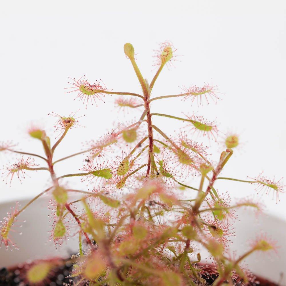 Drosera madagascariensis | Madagascan Sundew - House of Kojo