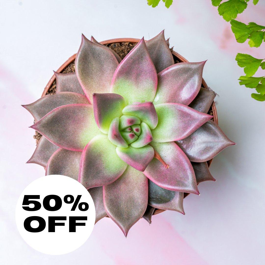 Echeveria | Easy Care House Plant - House of Kojo