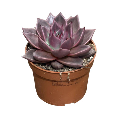 Echeveria | Easy Care House Plant - House of Kojo