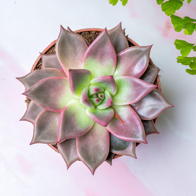 Echeveria | Easy Care House Plant - House of Kojo