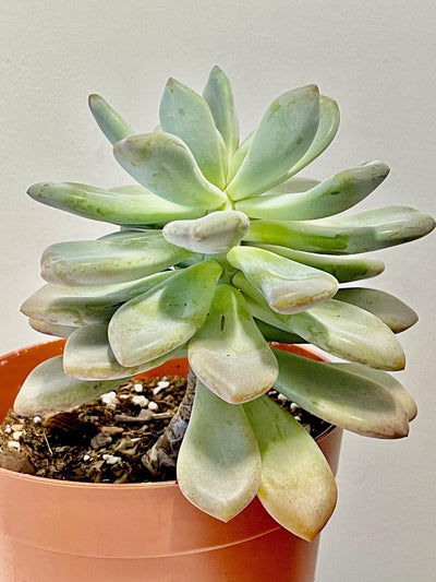 Echeveria | Easy Care House Plant - House of Kojo