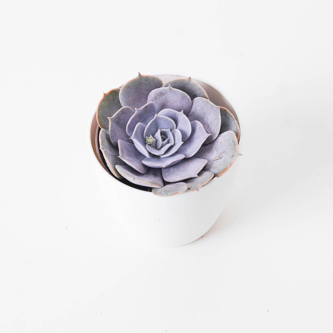 Echeveria runyonii - House of Kojo