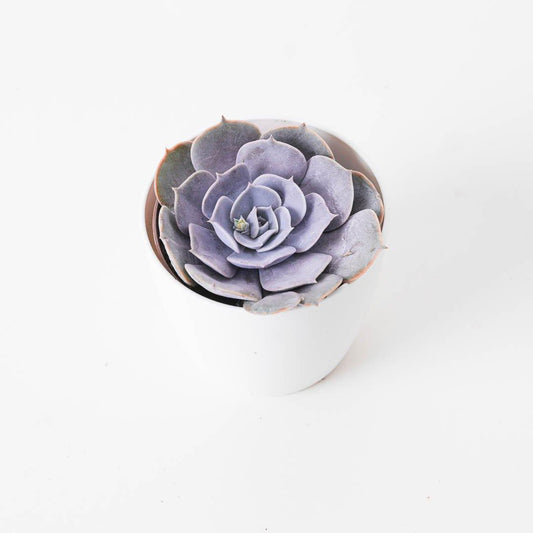 Echeveria runyonii - House of Kojo