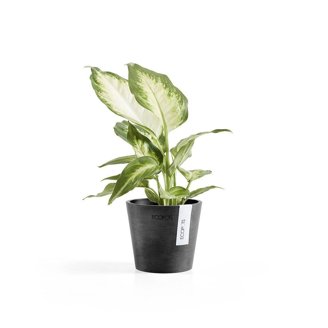 Ecopots Amsterdam Black - House of Kojo