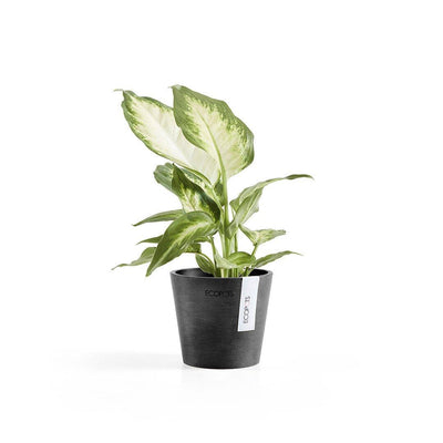 Ecopots Amsterdam Black - House of Kojo