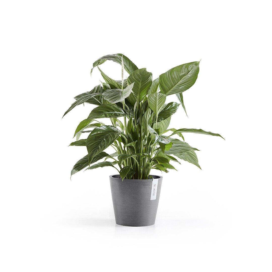 Ecopots Amsterdam Recycled Plastic Pot Grey - House of Kojo