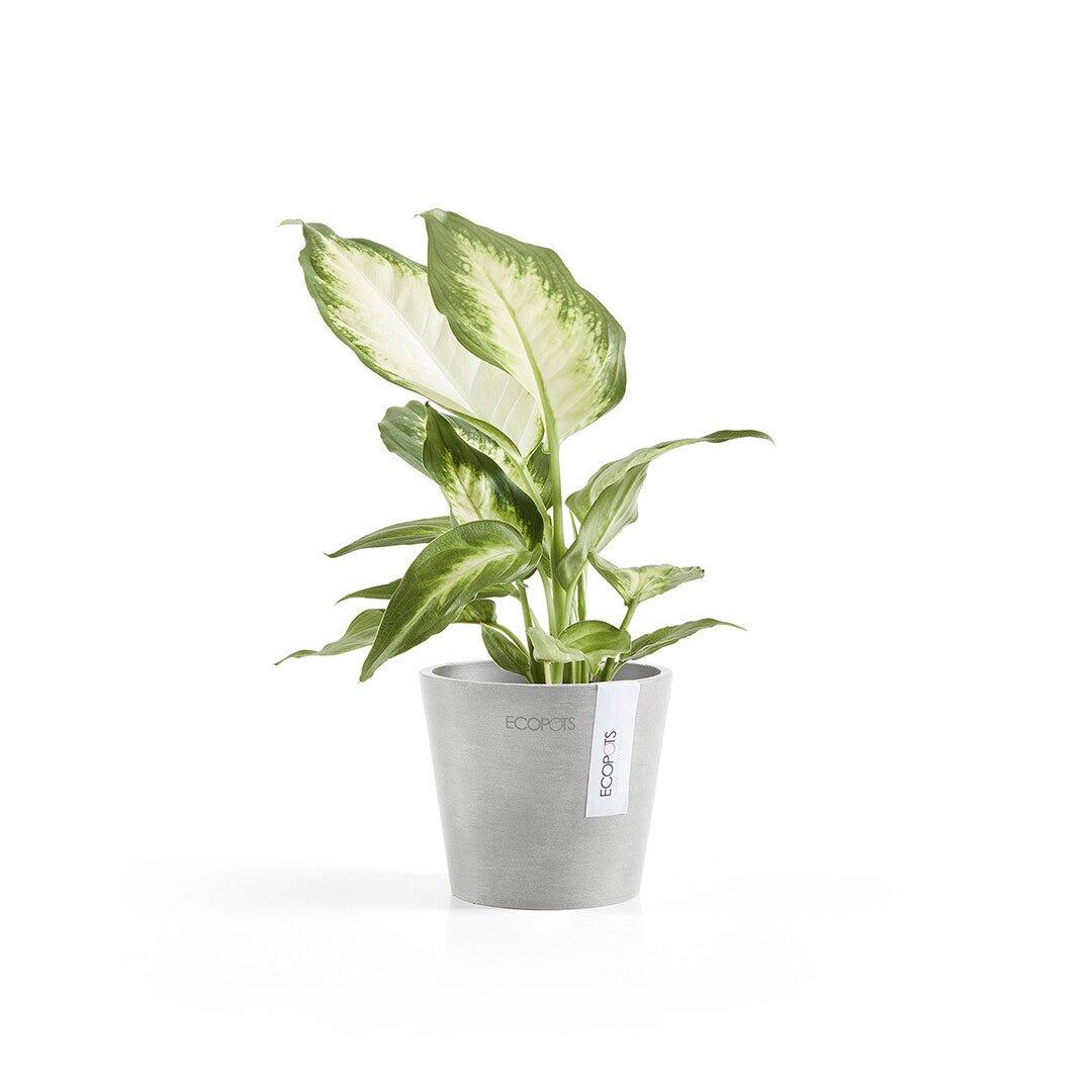 Ecopots Amsterdam Light Grey - House of Kojo