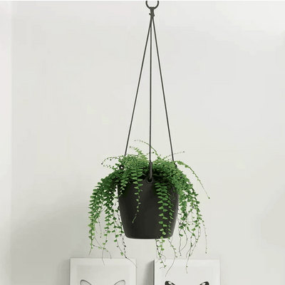 Elho Brussels Hanging Basket - House of Kojo